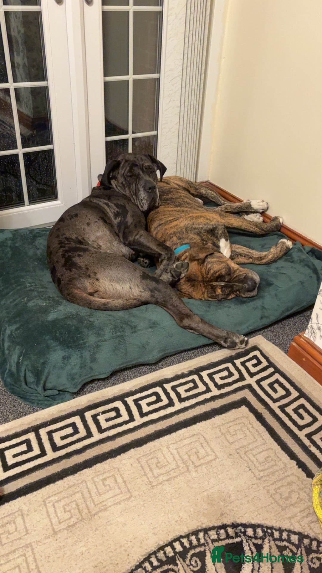 Cane Corso dogs for sale: Cane corso for sale - Advert 6