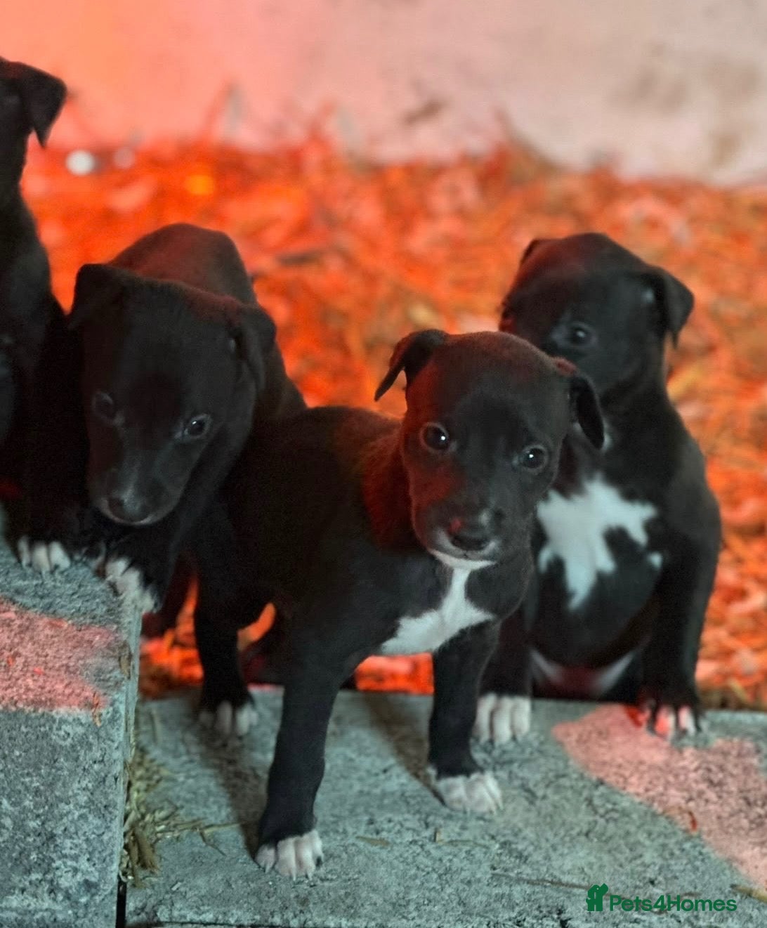 Lurcher dogs Stunning Lurcher puppies  - Advert 8