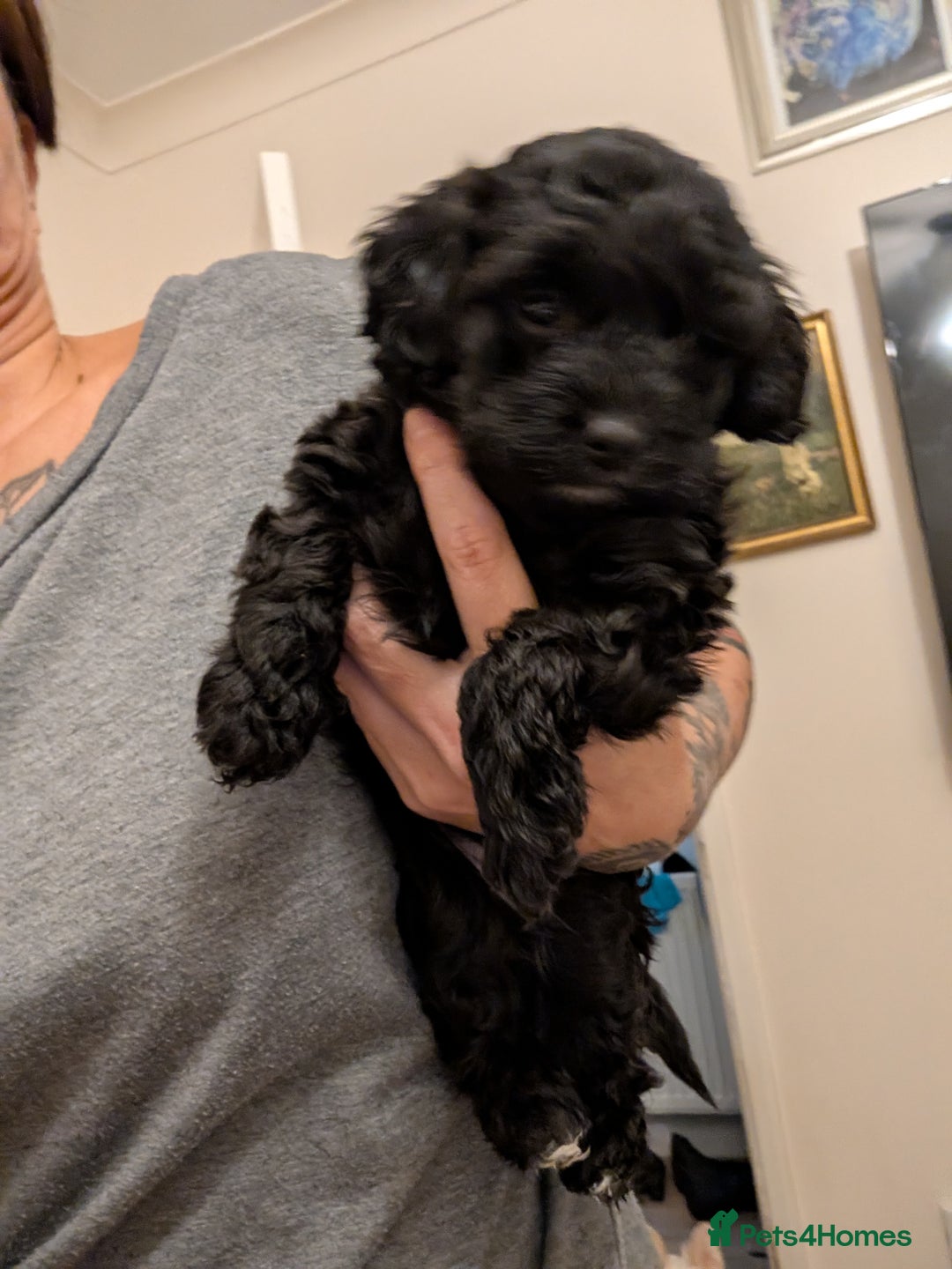 Chipoo dogs for sale: Beautiful tiny fluffy chipoos - Advert 5