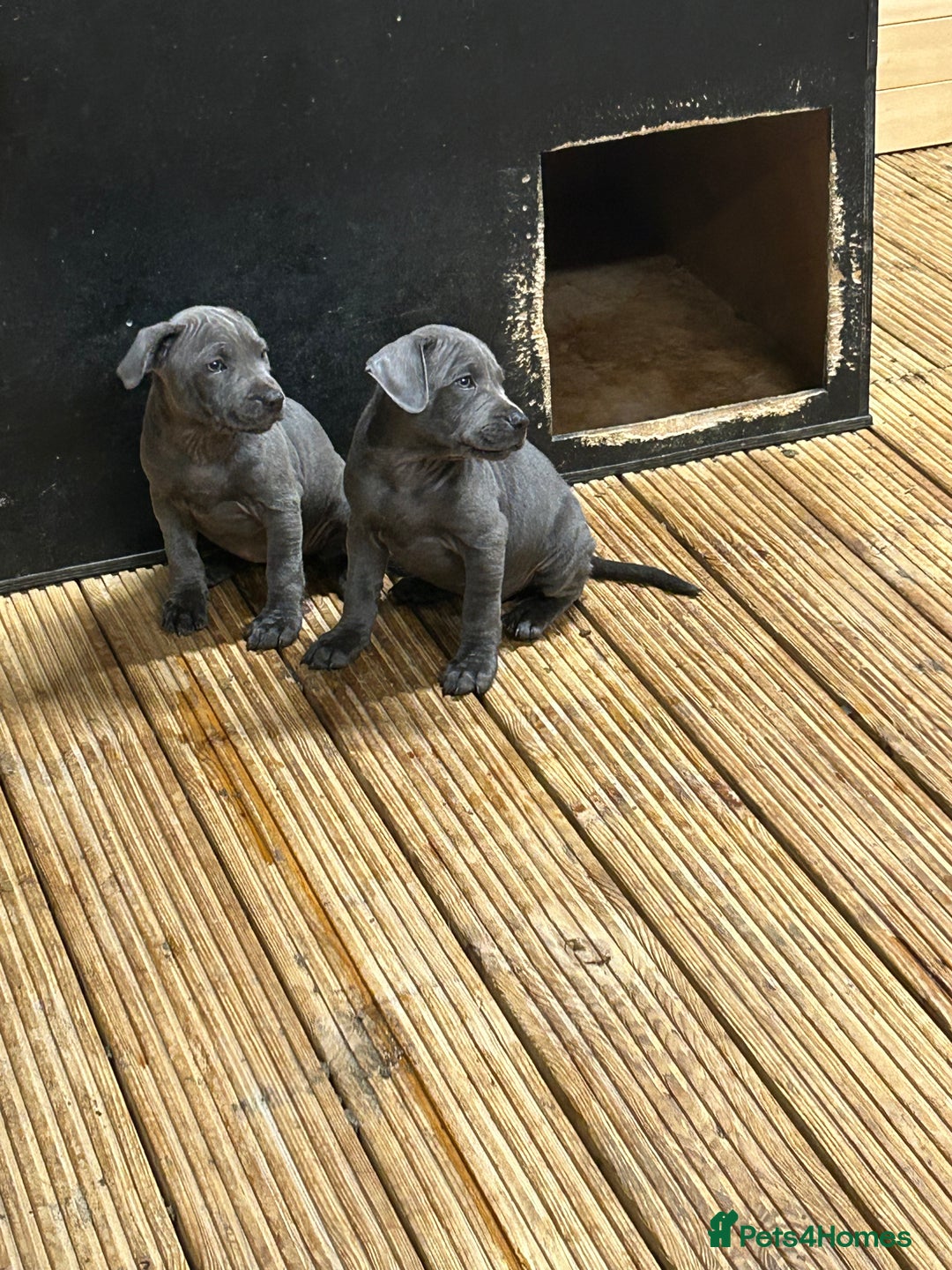 Staffordshire Bull Terrier dogs for sale:  ‼️1Blue Staffordshire Bull Terrier ready to go‼️  - Image 1