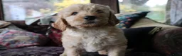 Labradoodle dogs for sale: Beautiful Third-Generation Labradoodle Puppie - Advert 10