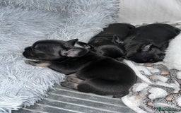 French Bulldog dogs for sale: French bulldog puppys - Image 1