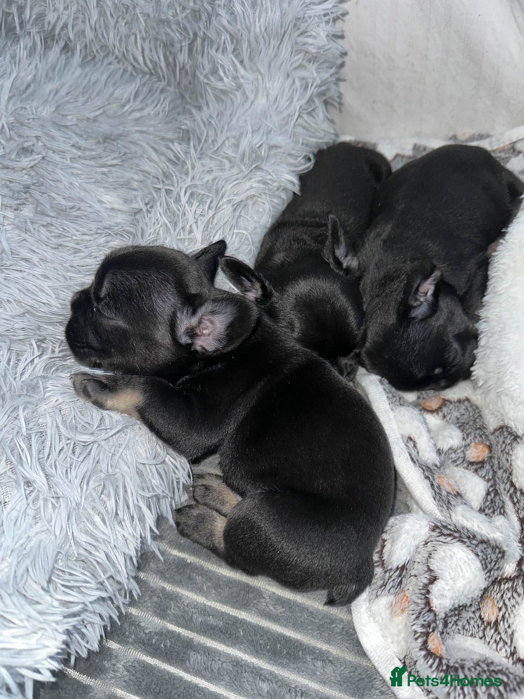 French Bulldog dogs for sale: French bulldog puppys - Image 1
