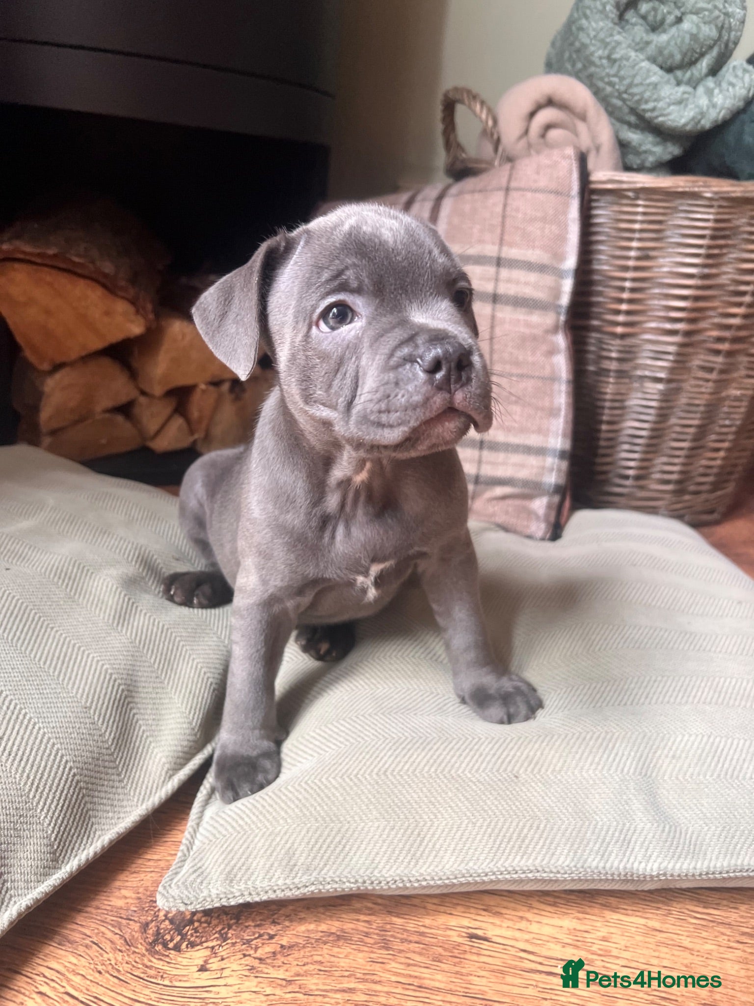 Staffordshire Bull Terrier dogs KC Blue staffy pups… #1GIRL REMAINING - Advert 7