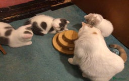 British Shorthair cats for sale: Fabulous mini Dad boy! GCCF IGrCh, GrCh & Ch lines - Image 13