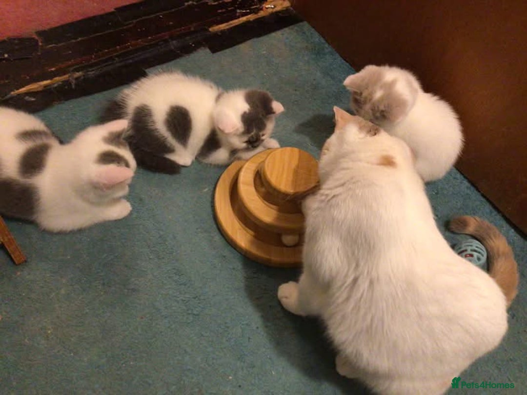 British Shorthair cats for sale: Fabulous mini Dad boy! GCCF IGrCh, GrCh & Ch lines - Image 13