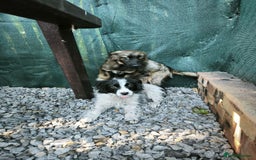 Mixed Breed dogs for adoption: 💖🐶 LOLLY & JOLIE 🐶💖 - Image 32