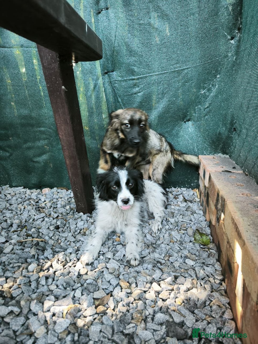 Mixed Breed dogs for adoption: 💖🐶 LOLLY & JOLIE 🐶💖 - Image 32