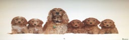 Miniature Poodle dogs for stud: Red miniature poodle DNA Tested KC reg kind nature in Dunblane - Advert 5