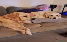 Golden Retriever dogs for sale: Gorgeous Show Type Golden Retrievers - Image 21