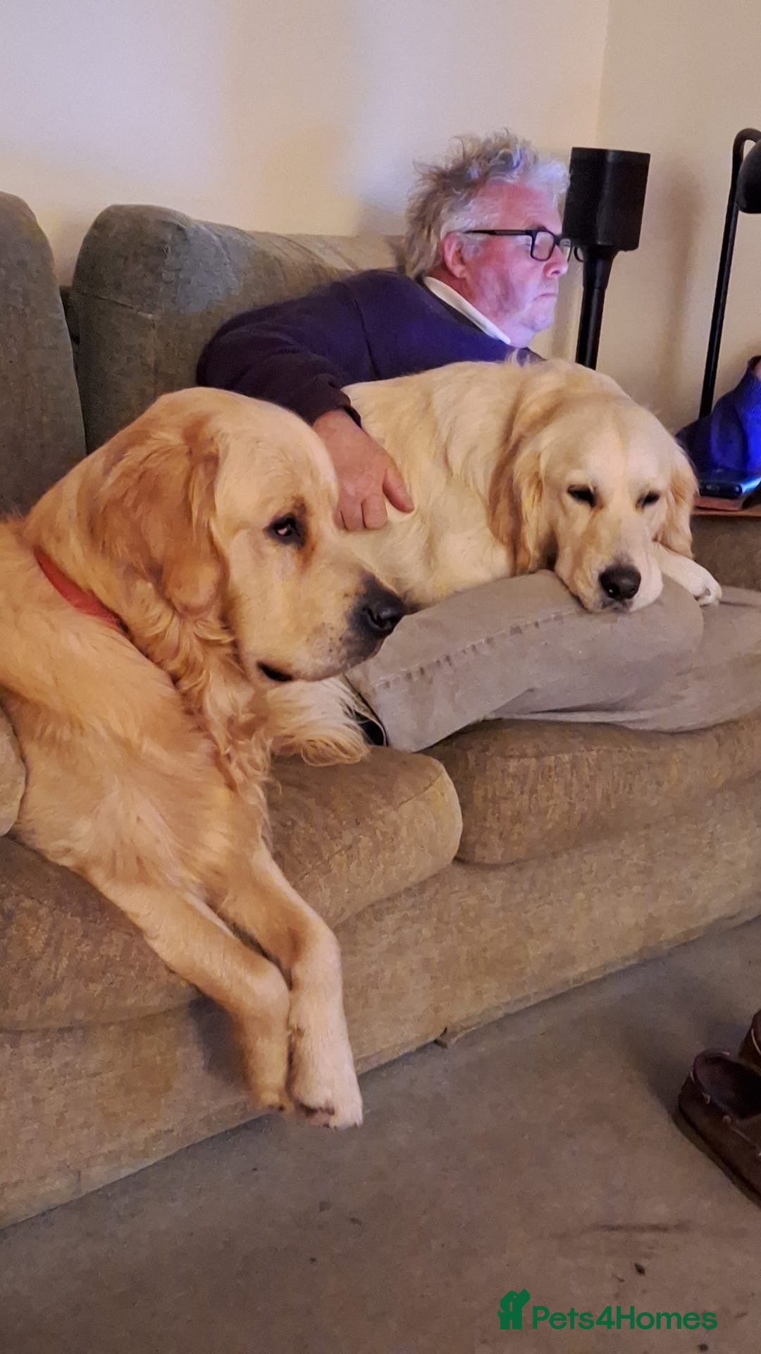 Golden Retriever dogs for sale: Gorgeous Show Type Golden Retrievers - Image 21