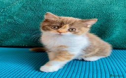 British Shorthair cats for sale: Chunky Champion line kittens TICA reg.  in Cannock - Image 12