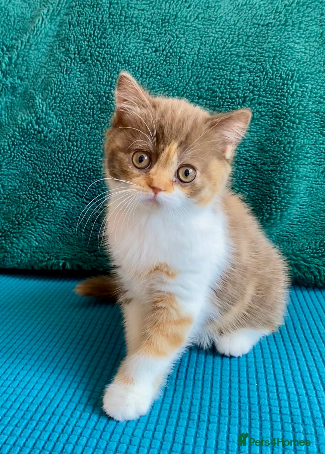 British Shorthair cats for sale: Chunky Champion line kittens TICA reg.  in Cannock - Image 12