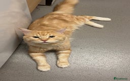 Maine Coon cats for sale: Gorgeous maincoone boy ginger/white  - Advert 2