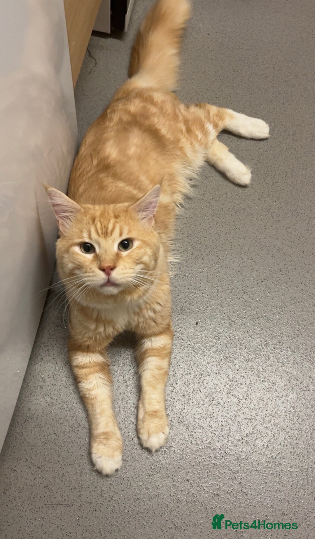 Maine Coon cats for sale: Gorgeous maincoone boy ginger/white  - Advert 2