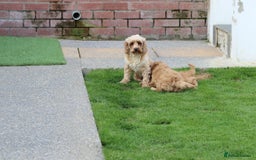 Cockapoo dogs for sale: Beautiful Cockapoo puppies for sale - Image 31