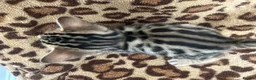 Bengal cats for sale: Beautiful Litter of Bengal Kittens - TICA Reg - Advert 25