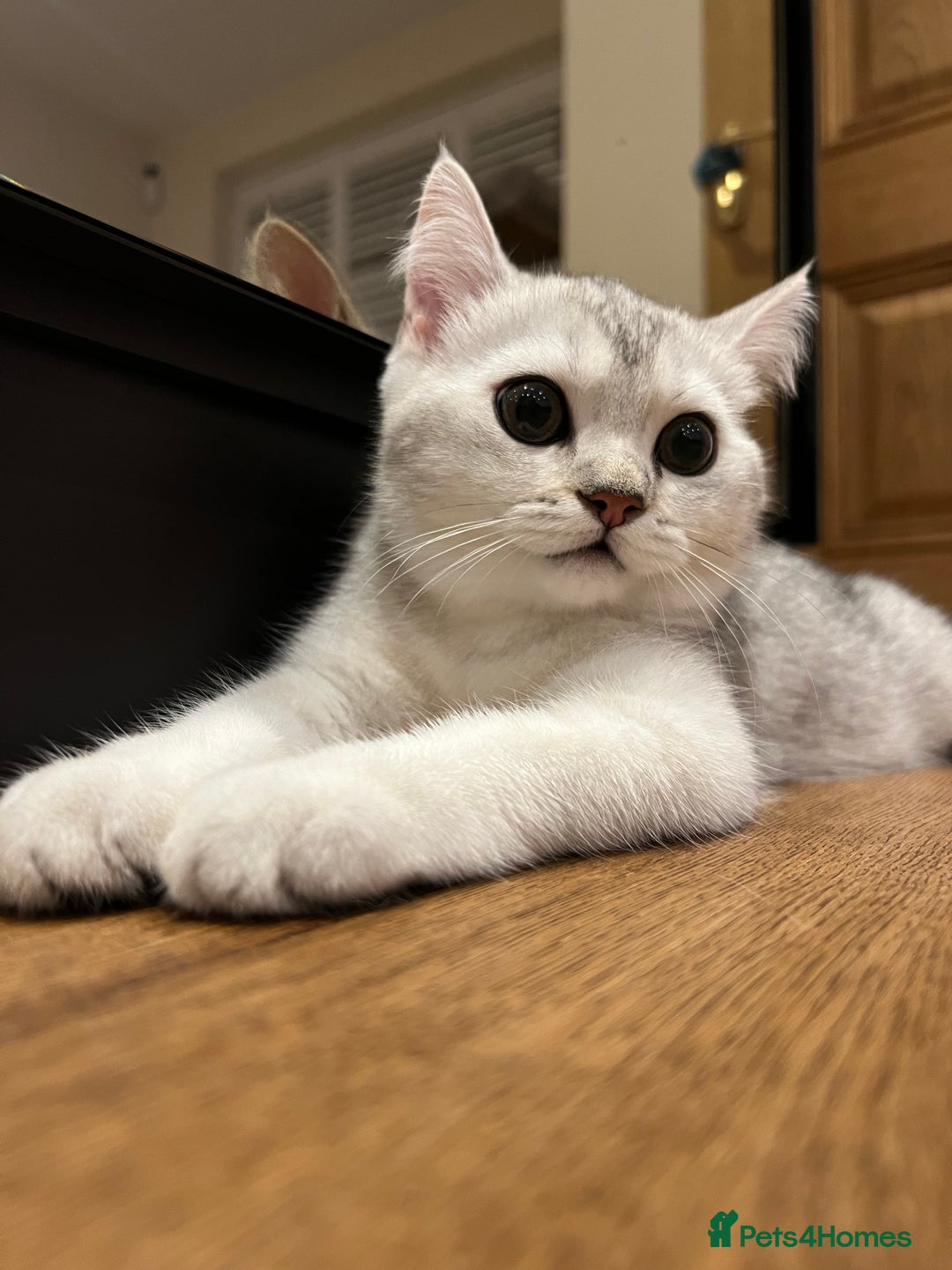 Scottish Fold cats for sale: 😻😻😻 Last beautiful girl 😻😻😻 - Image 8