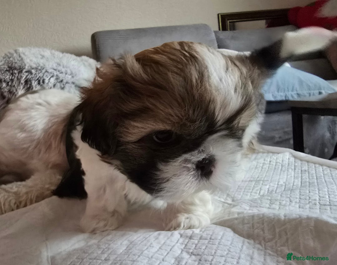 Shih Tzu dogs for sale: Two Shih Tzu female - Advert 14