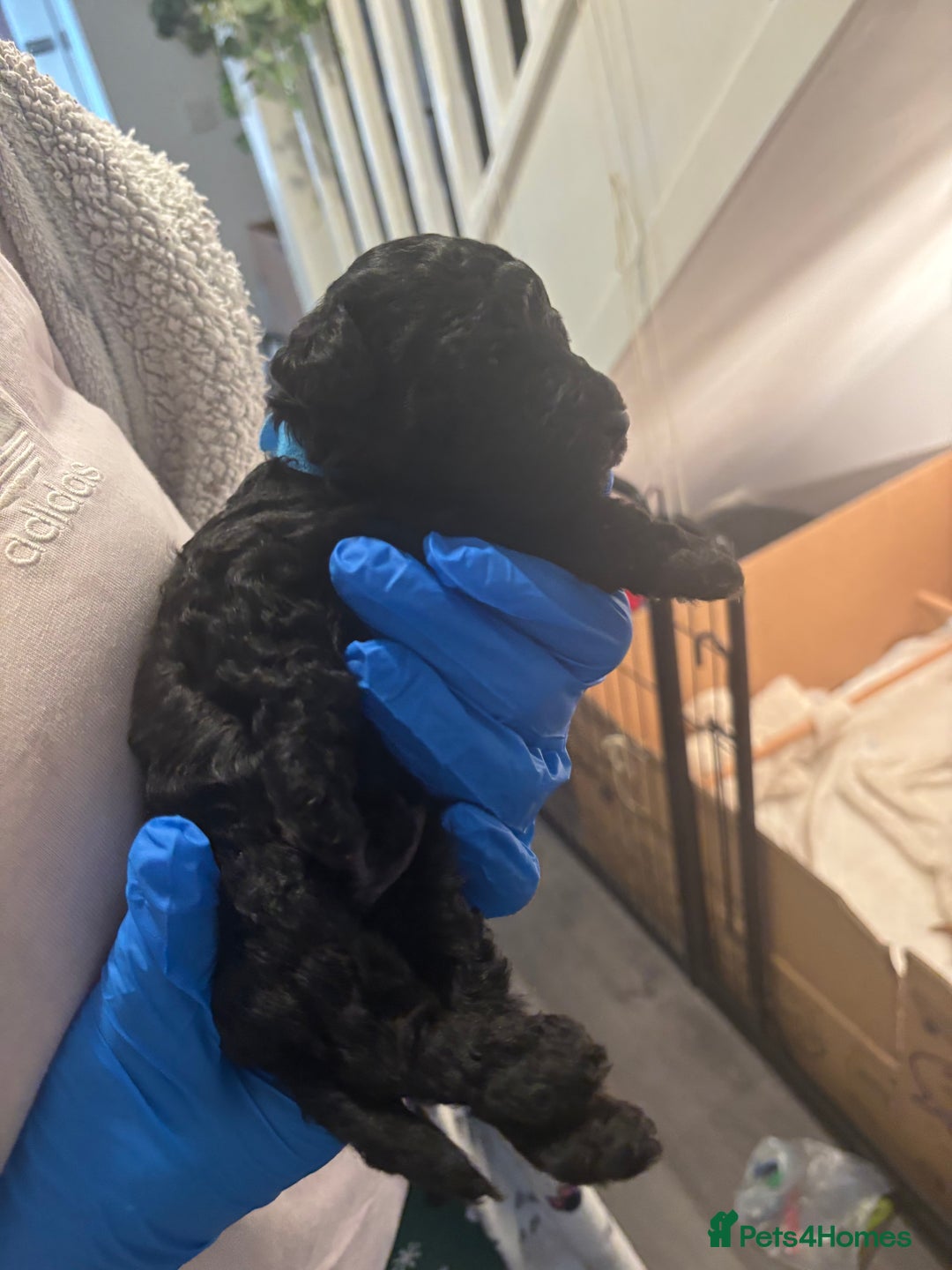 Cockapoo dogs for sale: Stunning Toy poodles ⭐️ - Advert 4