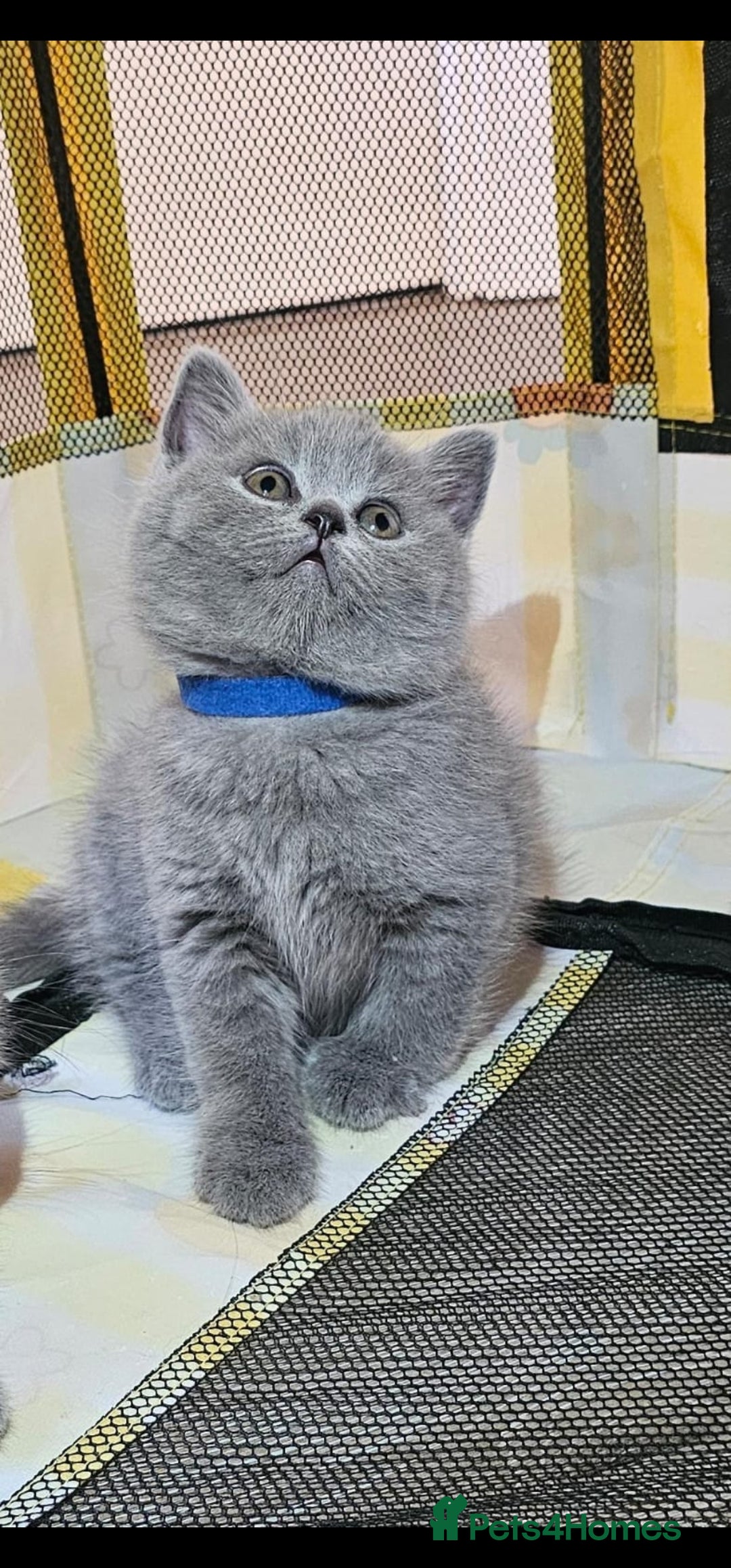 British Shorthair cats for sale: GCCF Registered Pure british shorthair kittens 😸  - Image 8