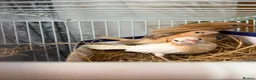 Finches birds for sale: finches - Advert 2