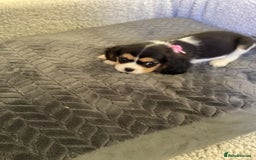 Cavalier King Charles Spaniel dogs for sale: Cavalier King Charles  - Image 3