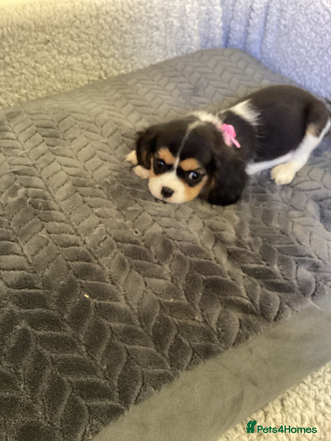 Cavalier King Charles Spaniel dogs for sale: Cavalier King Charles  - Image 3