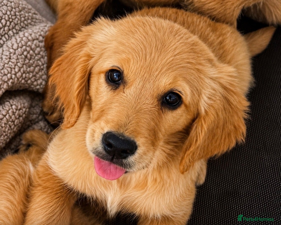 Golden Retriever dogs KC Healthy Golden Retriever Puppies - Advert 2