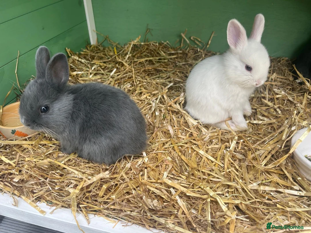 Netherland Dwarf rabbits for sale: 🐰 Dwarf Bunnies Ready Soon 🐰 - Advert 1