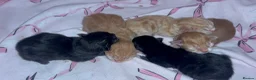Mixed Breed cats for sale: Kittens for sale - Advert 3