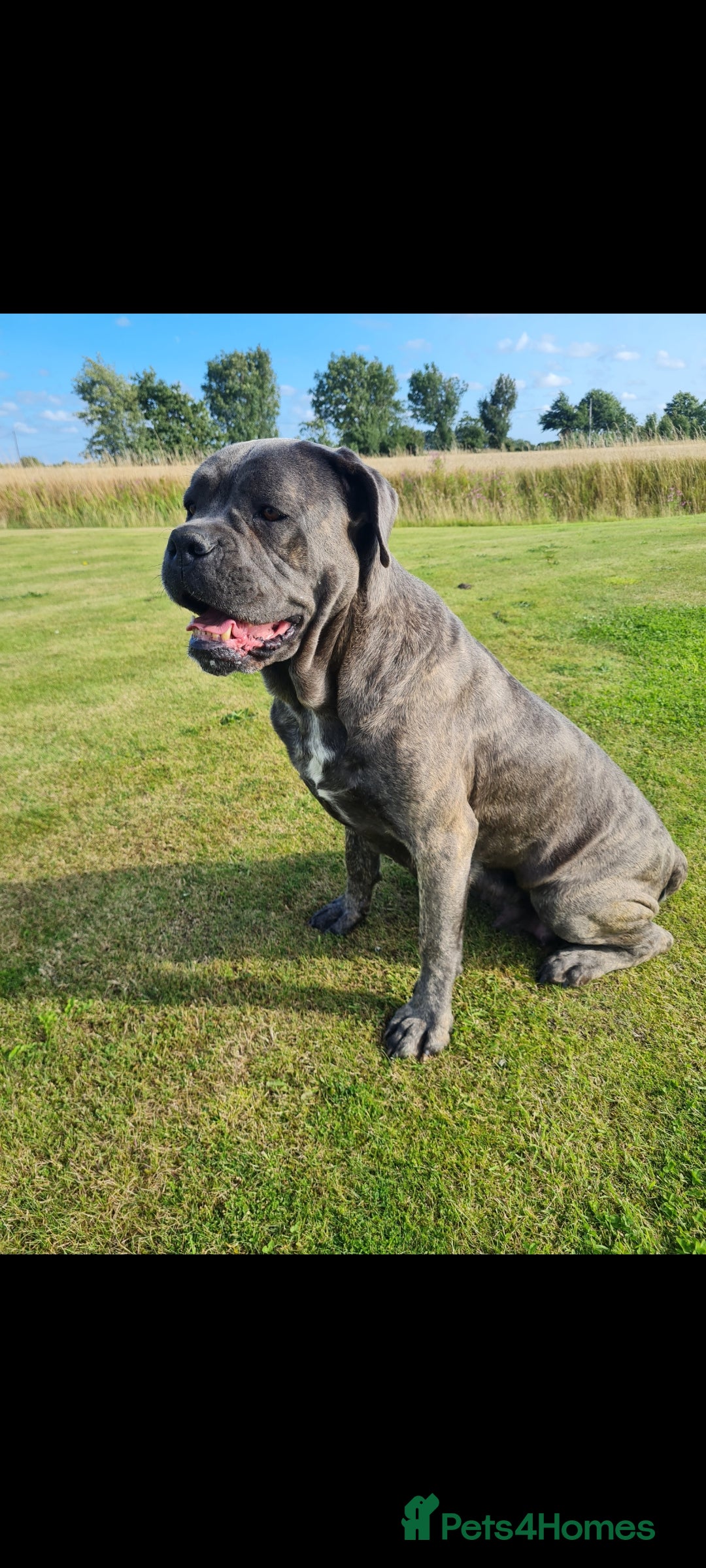 Cane Corso dogs Cane Corso pup for sale  - Advert 10