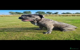 Cane Corso dogs for sale: Cane Corso pups for sale  - Advert 1