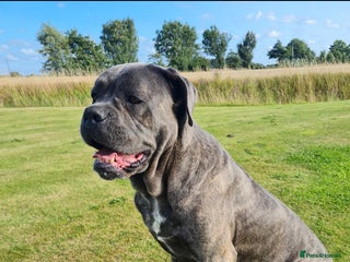 Cane Corso dogs Cane Corso pups for sale - Advert 6