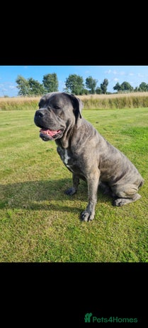 Cane Corso dogs Cane Corso pups for sale - Advert 1