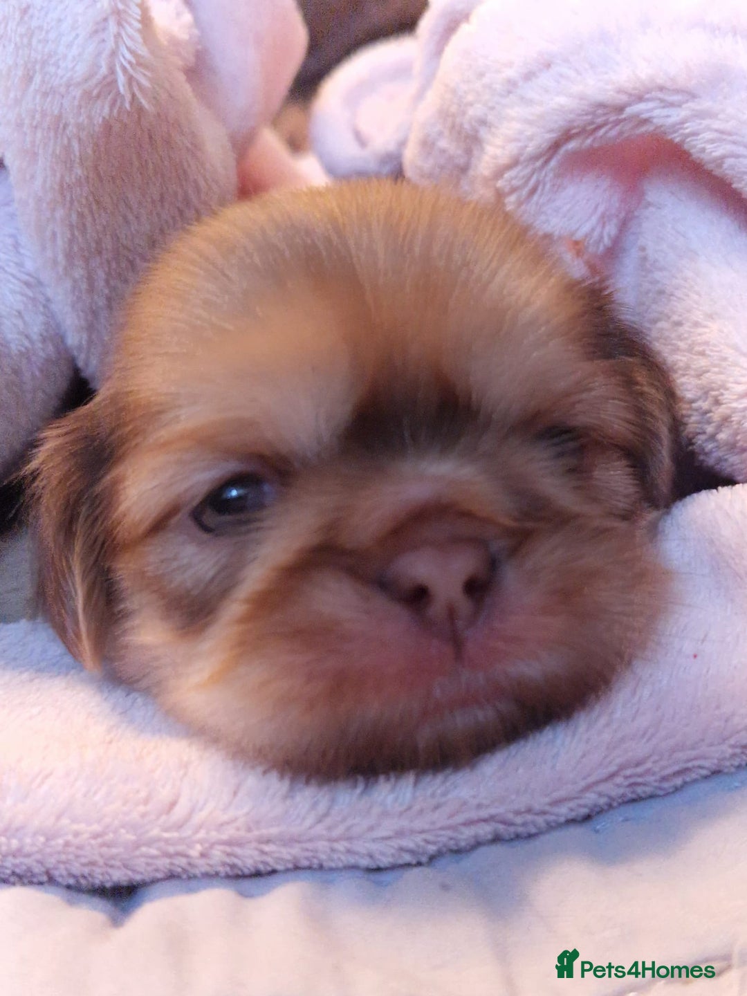 Shih Tzu dogs for sale: Imperial Shih Tzu Puppies - Advert 1