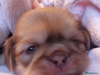 Shih Tzu dogs Shih Tzu Puppies - Advert 2