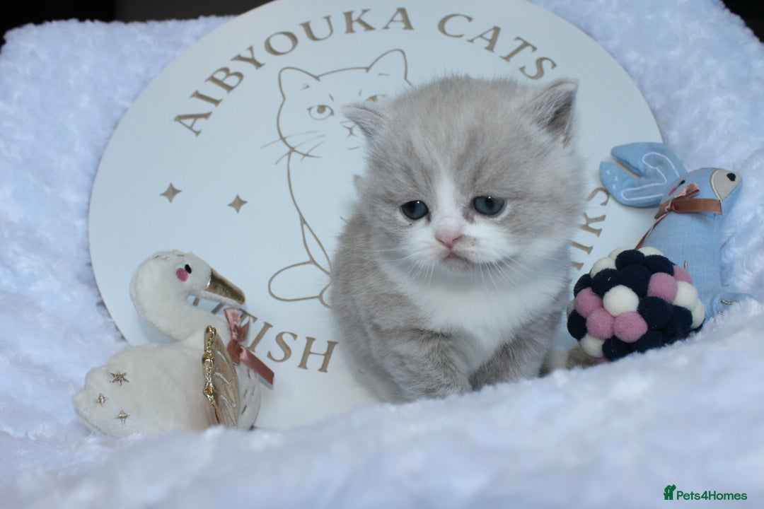 British Shorthair cats for sale: ✨ Gccf Champion Parents. Lilac bi colour male ✨ - Advert 8