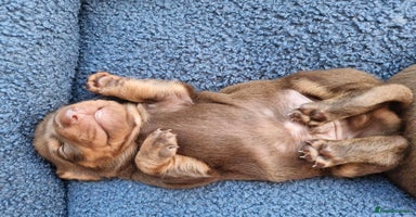 Miniature Dachshund dogs - Advert 5