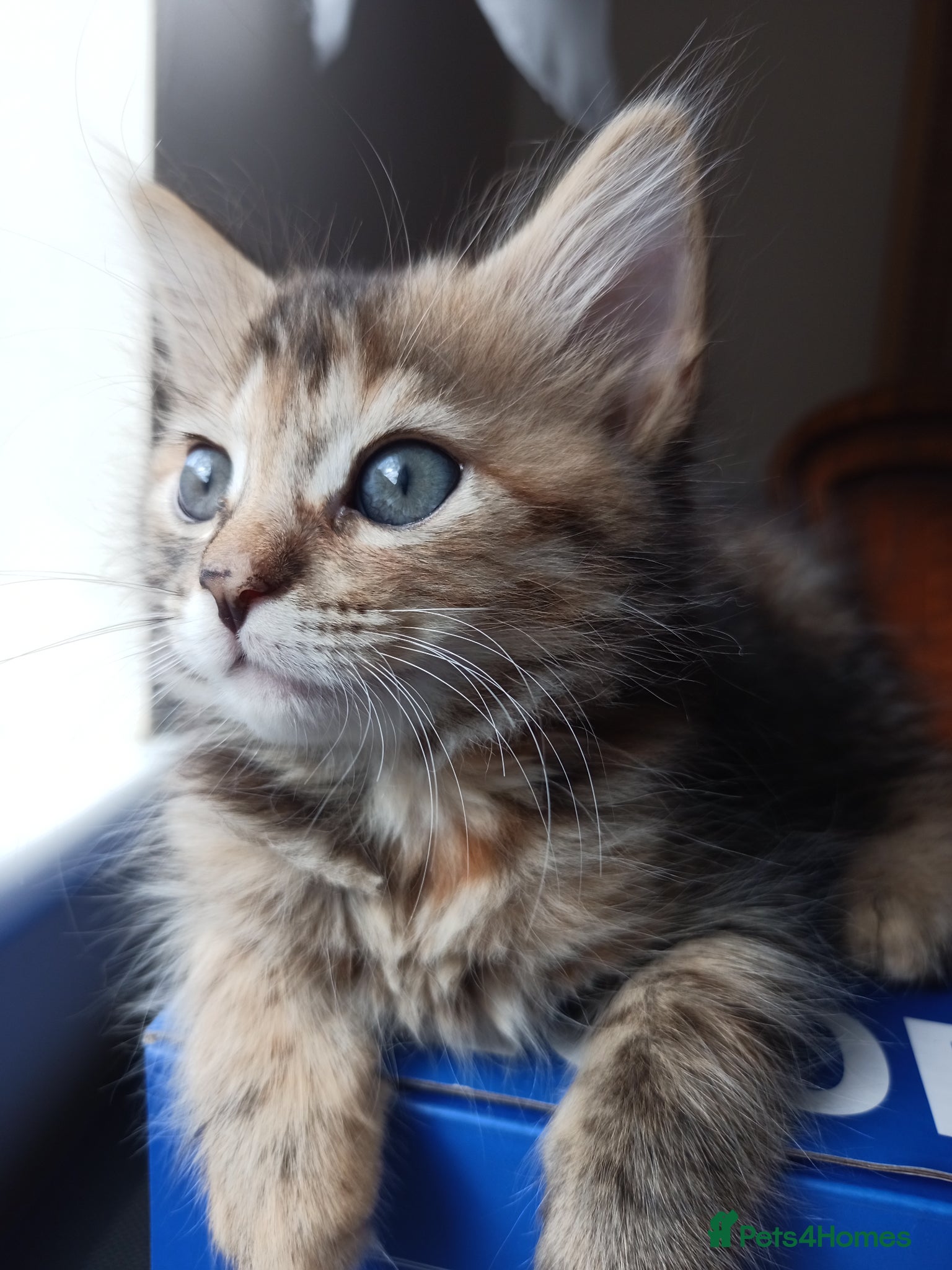 Mixed Breed cats for sale: 🐱 Beautiful Kittens Available 🏡 - Advert 6