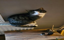 British Shorthair cats for sale: Misty & Bella - Image 10