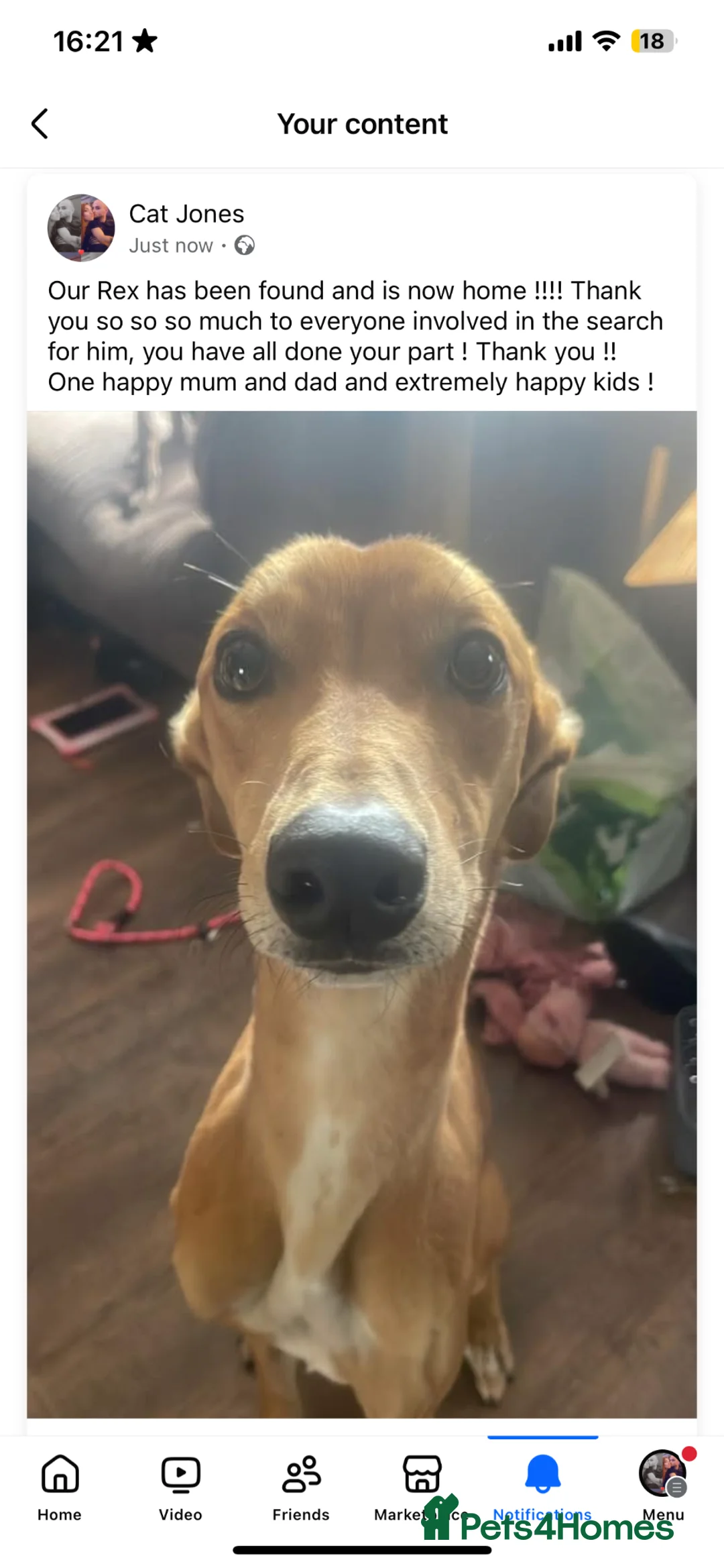 Lurcher dogs for sale: Male lurcher  in Wrexham - Advert 2