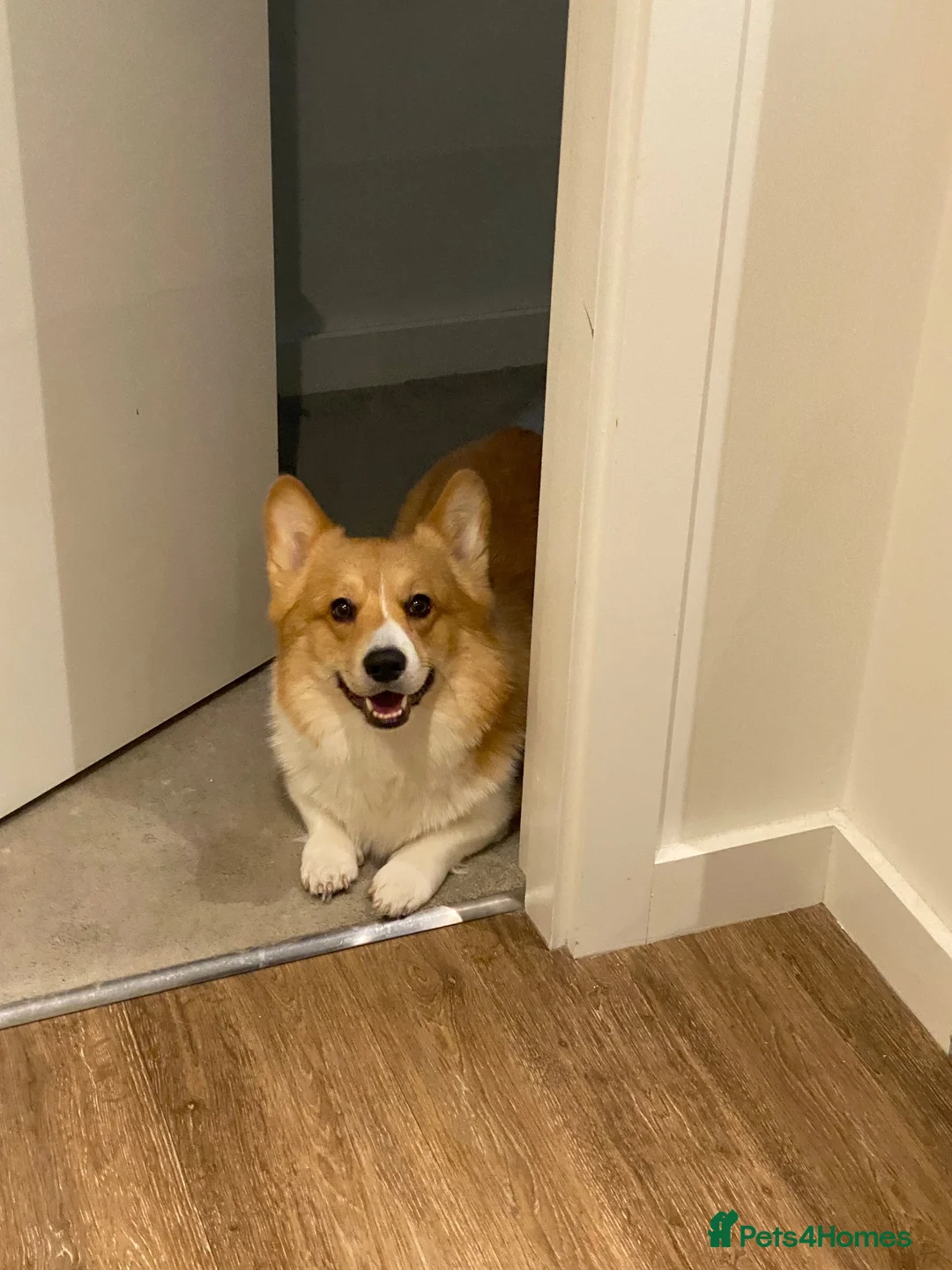 Welsh Corgi Pembroke dogs for stud: Pembroke Welsh Corgi Stud – Friendly & Loving Boy in London - Advert 3