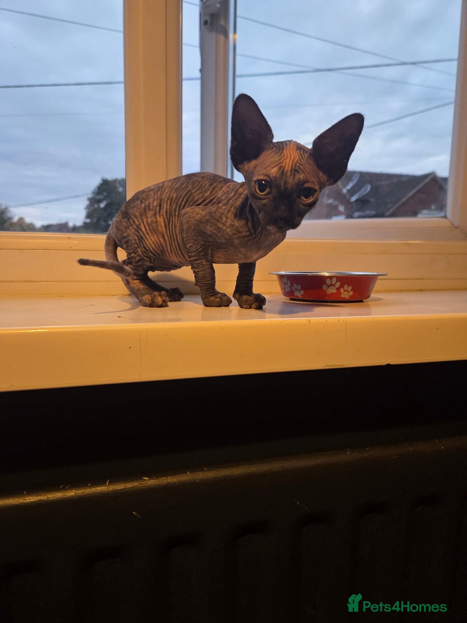 Sphynx cats Grey/marbel female sphynx kitten - Advert 1