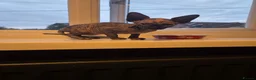 Sphynx cats for sale: Grey/marbel female sphynx kitten - Advert 1