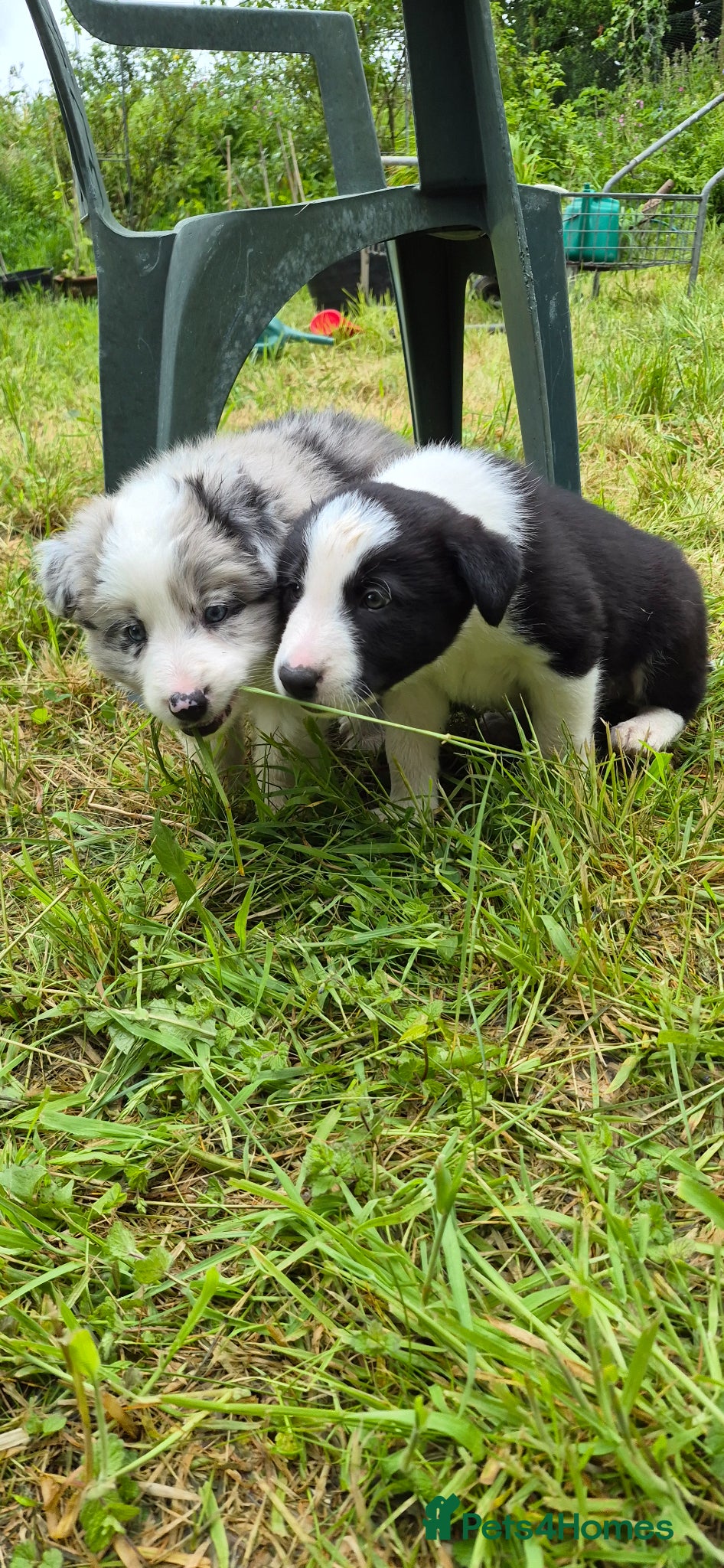 Border Collie dogs Black and White Border Collie boy puppy - Advert 3