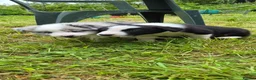 Border Collie dogs for sale: Black and White Border Collie boy puppy - Advert 2