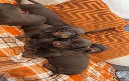 Dachshund dogs for sale: Dachounds for sale  - Image 12