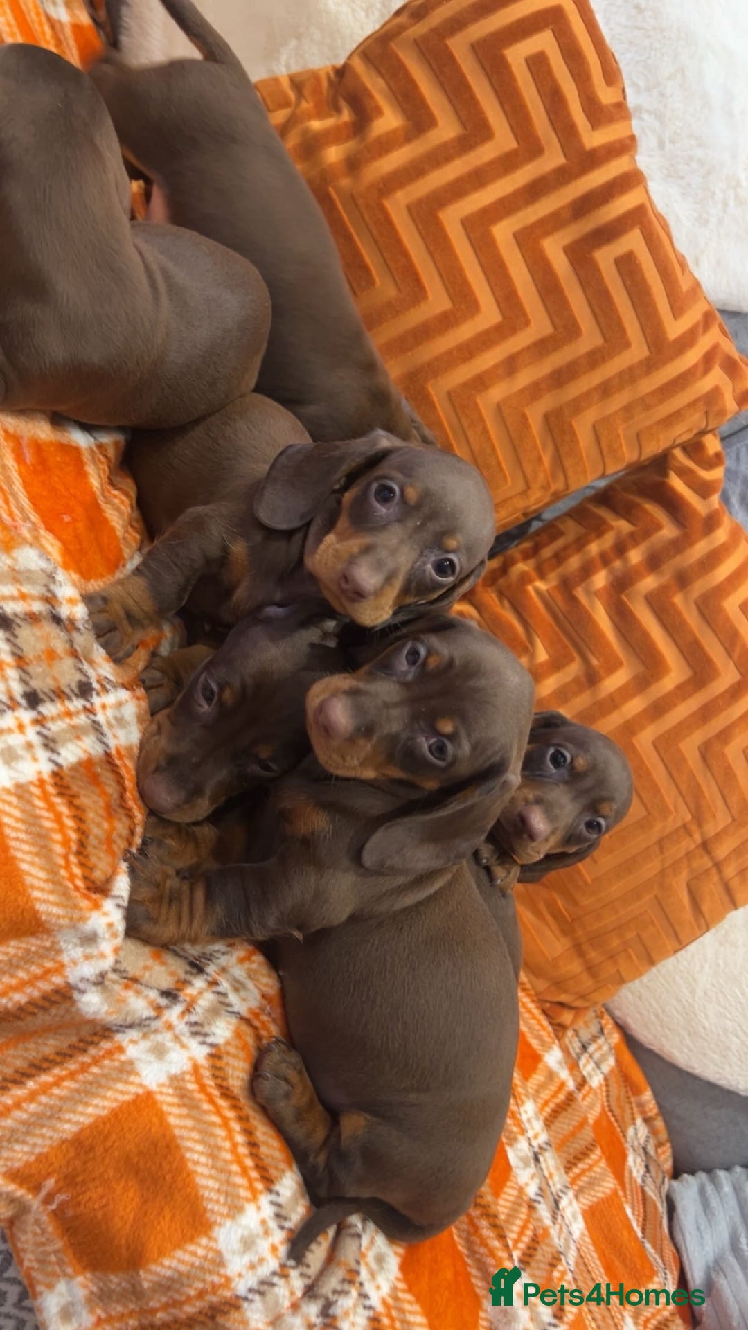 Dachshund dogs for sale: Dachounds for sale  - Image 12