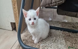 Mixed Breed cats for sale: White kittens. Ready Now. £150 each - Image 21